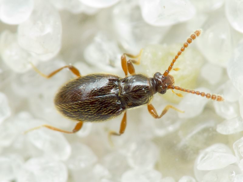 Scydmaenidae Leach, 1815